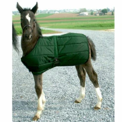Foal Blanket